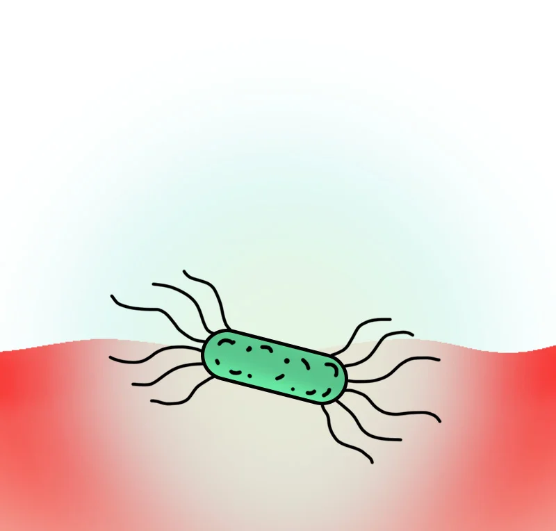 Healthy stomach cross-section — thick, smooth
mucosal lining