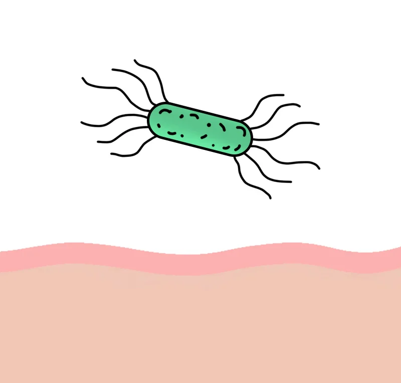 Bacteria being blocked from attaching to the
stomach wall